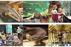 Aquarium-Muséum - image